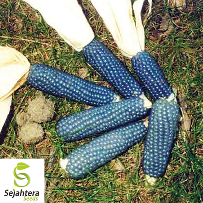 25 Blue Miniature Popcorn Corn Seeds - Non-GMO, Unique Vegetable