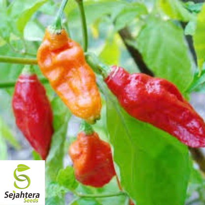 100+ Mixed Pepper Seeds - Ghost, Hot & Sweet Varieties - Non-GMO