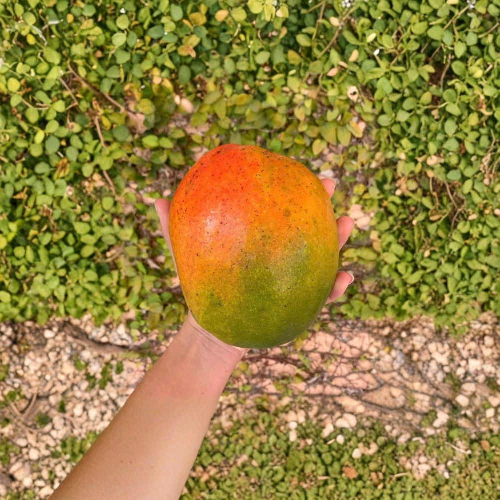 Jakarta Mango Tree – Mangifera indica Grafted Live Tree | 2–4 Feet Tall | Indian/West Indian Flavor  Bold & Resinous | Long Season | Ships to CA & PR