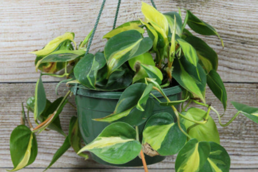 Philodendron Plant | 4" Pot | Brasil Variety | Philodendron hederaceum | Vibrant Lime-Green Variegation Houseplant