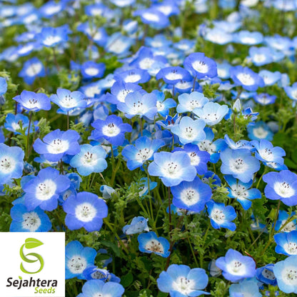 200+ Baby Blue Eyes Nemophila Seeds - Annual Wildflower, Non-GMO, Vibrant Blooms