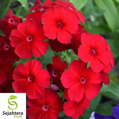 Phlox Red Drummond Flower Seeds 100+ | Fragrant Heirloom Annual NON-GMO