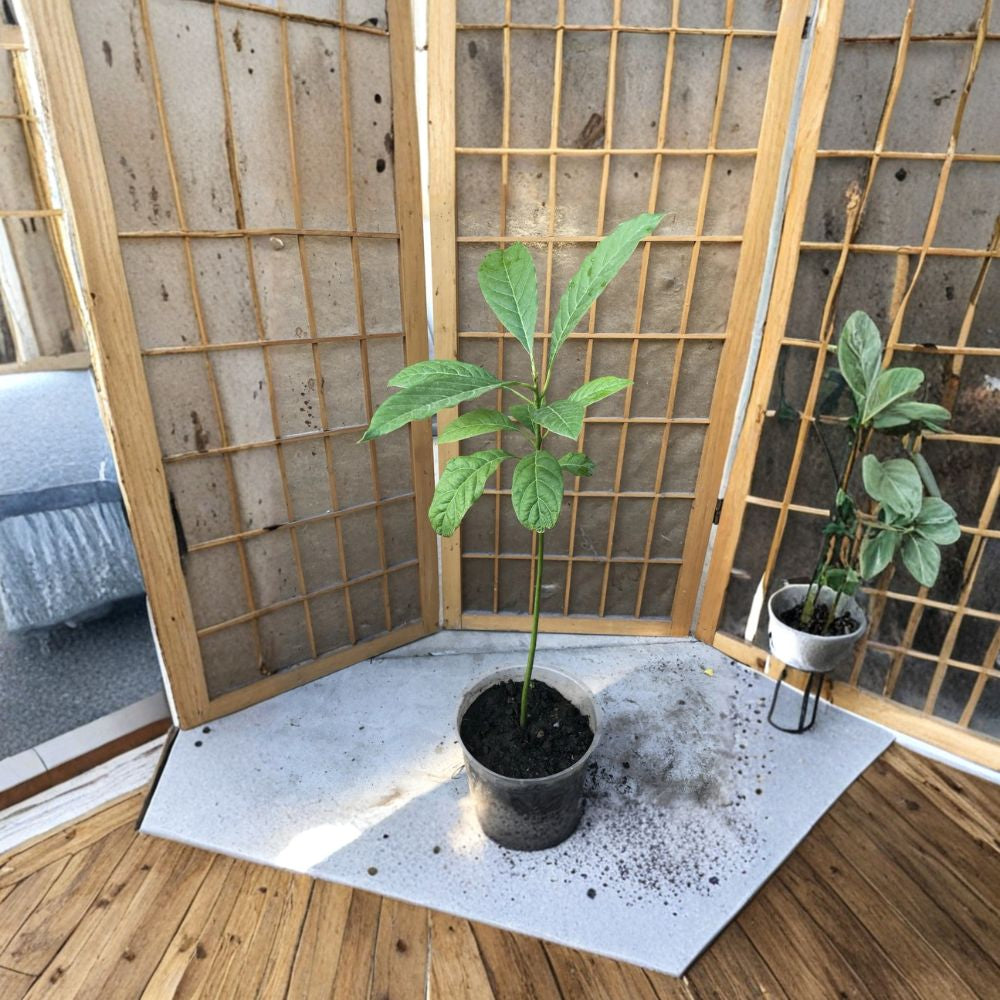 Avocado Tree Seedling – Persea americana  Live Avocado Plant | 18 Inches Tall Trimmed • Ready to Plant • Tropical Starter Tree
