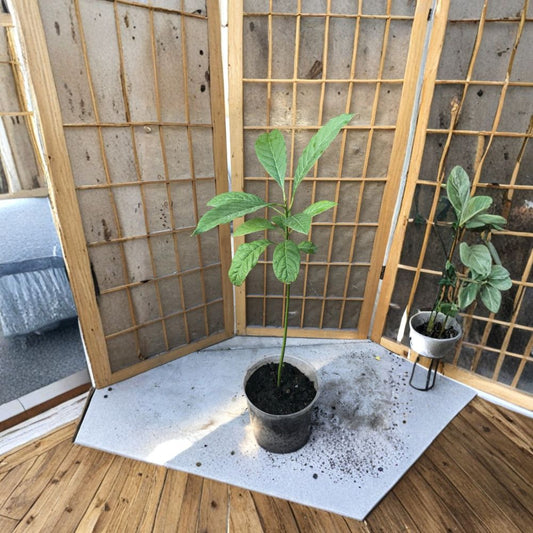 Avocado Tree Seedling – Persea americana  Live Avocado Plant | 18 Inches Tall Trimmed • Ready to Plant • Tropical Starter Tree