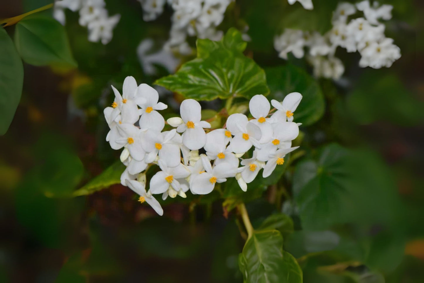 White Begonia Plant 6" Pot Charming White Flowers with Yellow Centers (Begonia) - Easy Care Indoor & Outdoor Flowering Plant