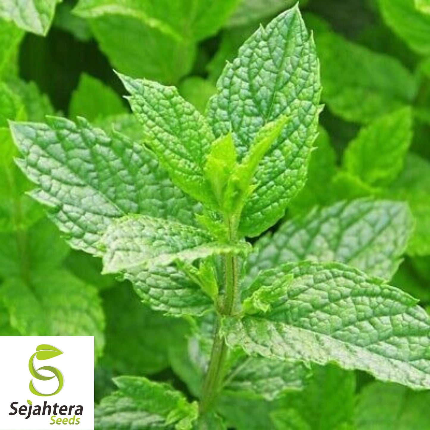 Culinary Spearmint Seeds {Mentha spicata} 200+ Seeds | Aromatic Herb