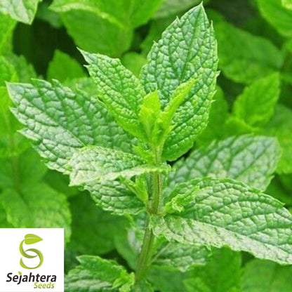 Culinary Spearmint Seeds {Mentha spicata} 200+ Seeds | Aromatic Herb