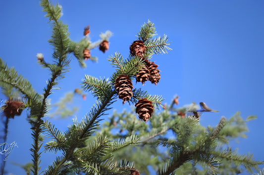 Douglas Fir (Pseudotsuga menziesii var. glauca NM Lincoln)