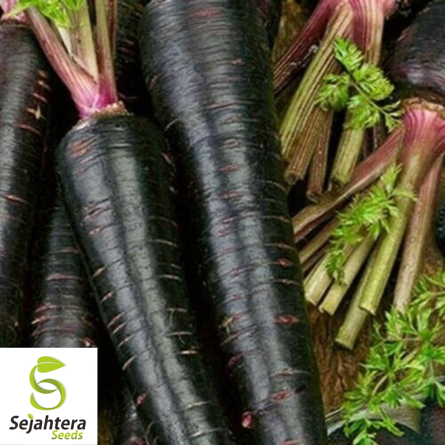 150+ Black Nebula Carrot Seeds - Non-GMO, Heirloom & Nutrient-Rich Variety