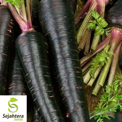 150+ Black Nebula Carrot Seeds - Non-GMO, Heirloom & Nutrient-Rich Variety