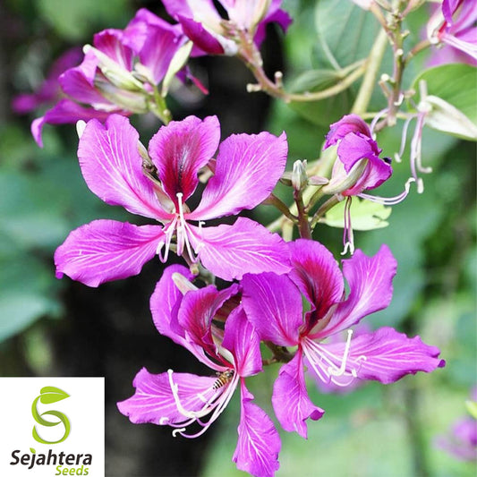10+ Hawaiian Orchid Tree Seeds - Bauhinia Purpurea, Exotic, Fast-Growing