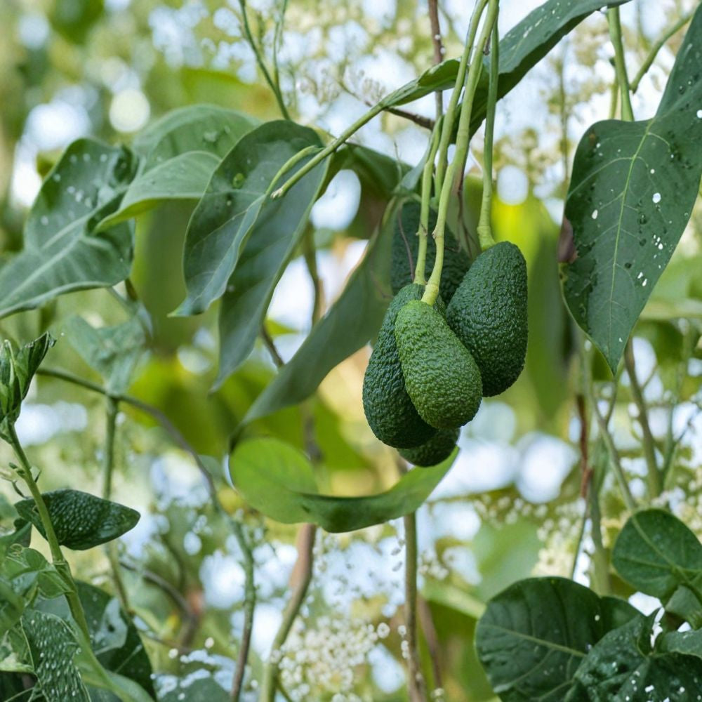 Avocado Tree Seedling – Persea americana  Live Avocado Plant | 18 Inches Tall Trimmed • Ready to Plant • Tropical Starter Tree