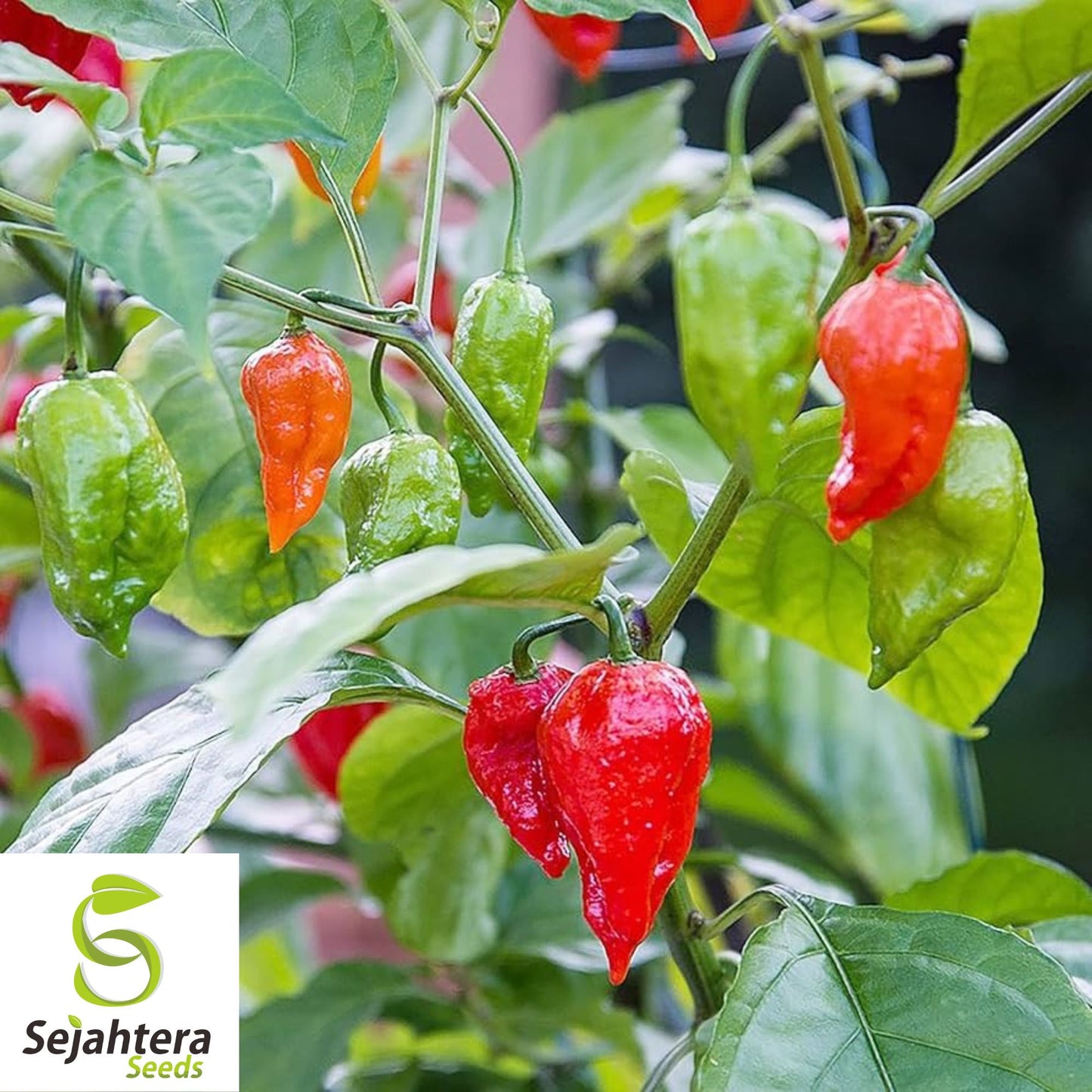 100+ Mixed Pepper Seeds - Ghost, Hot & Sweet Varieties - Non-GMO