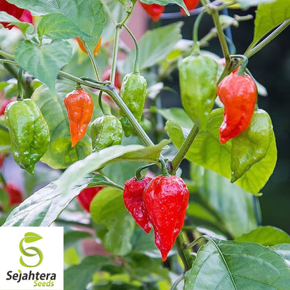 100+ Mixed Pepper Seeds - Ghost, Hot & Sweet Varieties - Non-GMO