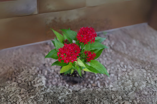 6in Red Pentas Plant - Vibrant Butterfly & Hummingbird Magnet - Pentas lanceolata