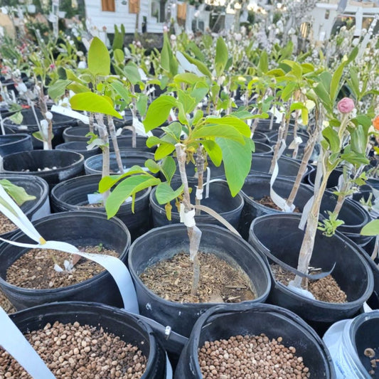 El Bumpo Cherimoya – Annona cherimola Live Fruit Tree | 1–2 Feet Tall Options | Shipped in Pot (6” or 3 Gal)  Premium Tropical Fruit | Creamy Custard Flavor | Warm Climate Favorite