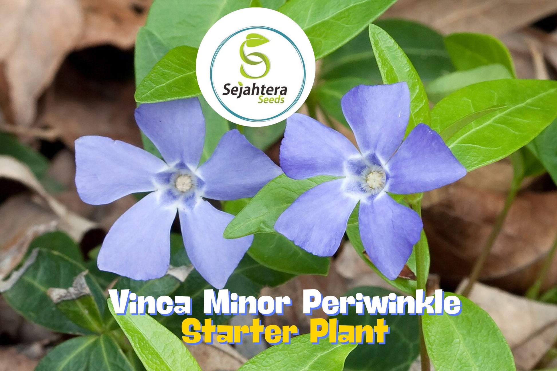 periwinkle flower seeds 25 Vinca Minor Periwinkle Plants