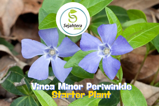 25 Vinca Minor Periwinkle Plants | Creeping Myrtle Evergreen Ground Cover