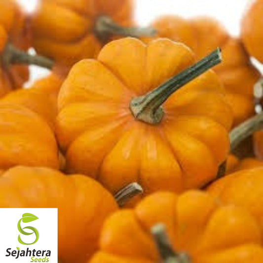 15+ Jack Be Little Pumpkin Seeds - Heirloom, Organic, Non-GMO, Mini Pumpkins