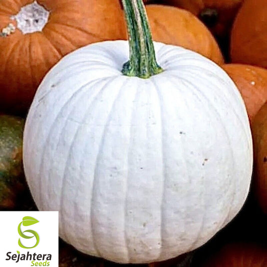 10+ Casper White Pumpkin Seeds - Non-GMO, Rare, Fresh & Smooth Ghostly White