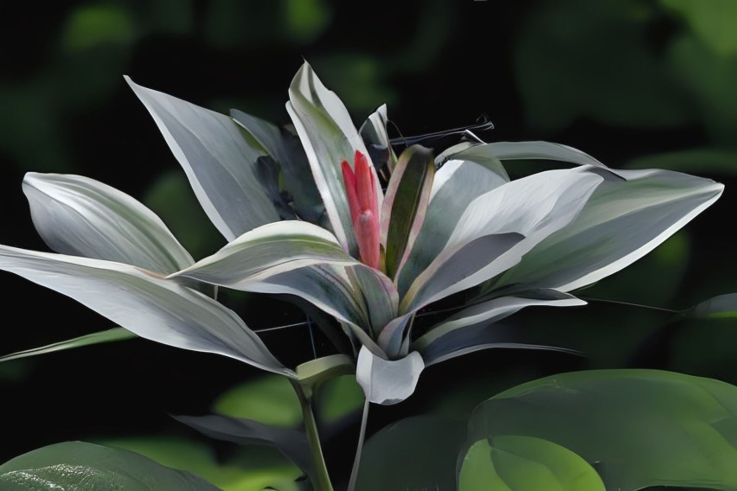 Bromeliad Aechmea Galaxy 5" Rare Collectors Plant with Reddish Orange Bloom - Tropical Houseplant for Containers and Landscapes