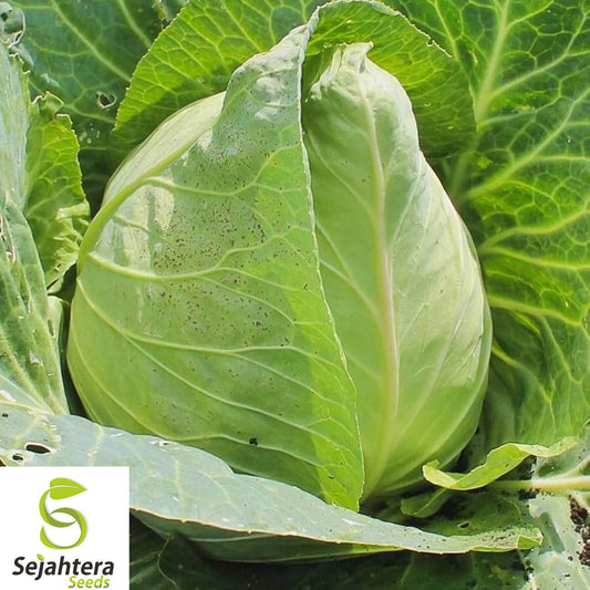 1000+ Early Jersey Wakefield Cabbage Seeds - Heirloom, Non-GMO, Crisp & Fresh