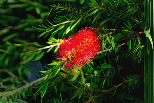 Bottlebrush Seeds 20+ Organic Callistemon citrinus Scarlet Lemon Red Free Shipping