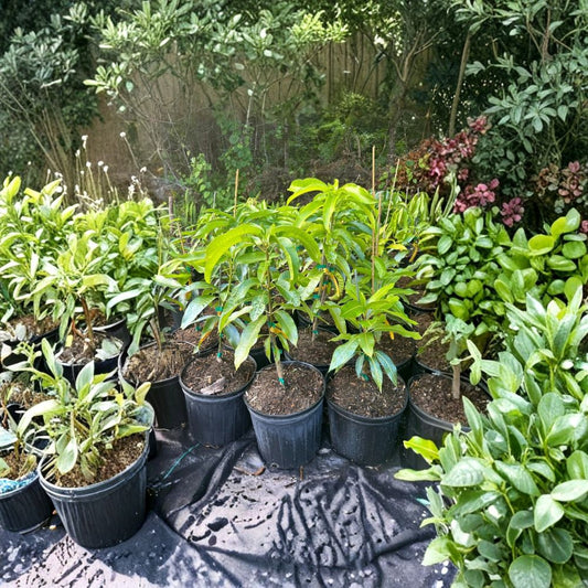 Dwarf Hawaiian Mango Tree – Mangifera indica Grafted Live Tree | 2–4 Feet Tall | Compact Variety  Rich Spicy Flavor | Multiple Crops | Ships to All States