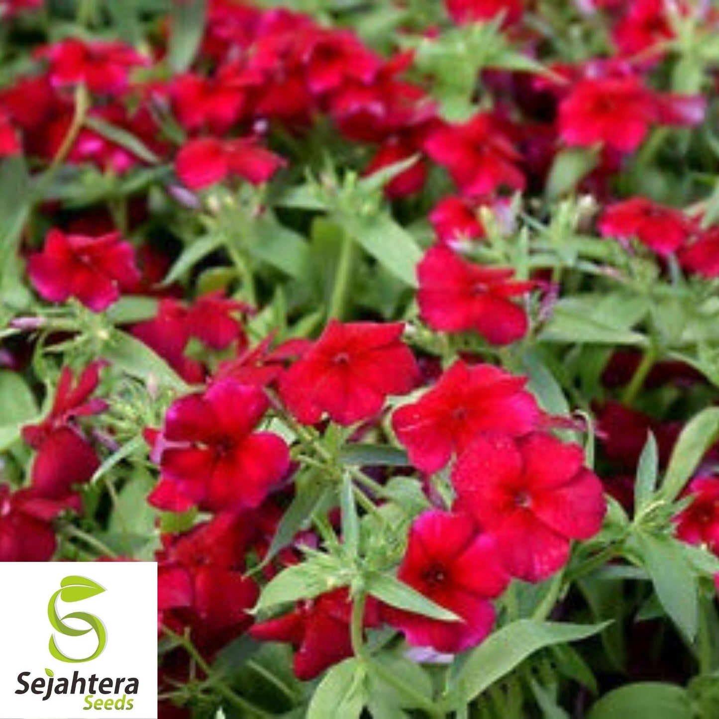 Phlox Red Drummond Flower Seeds 100+ | Fragrant Heirloom Annual NON-GMO