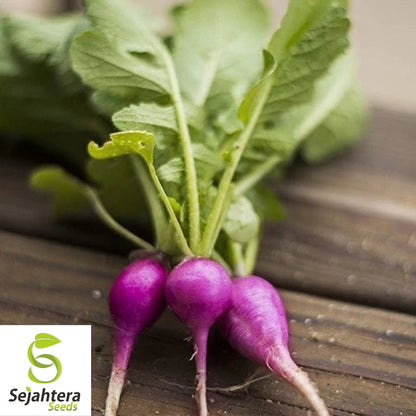 Purple Plum Radish Seeds 200 Ct | Heirloom NON-GMO Vegetable Garden USA