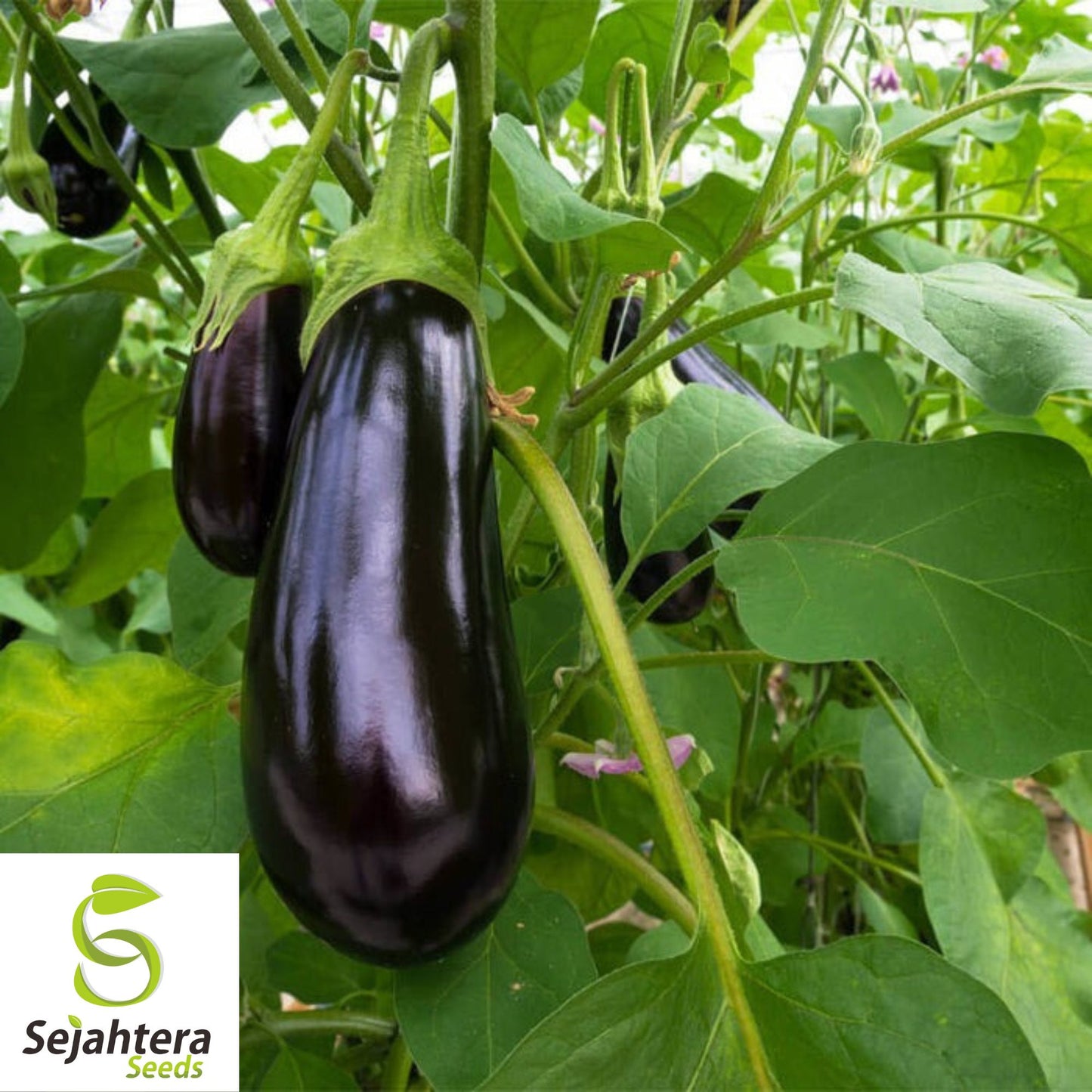 150 Black Beauty Eggplant Seeds - Non-GMO, Heirloom & High-Yield Variety