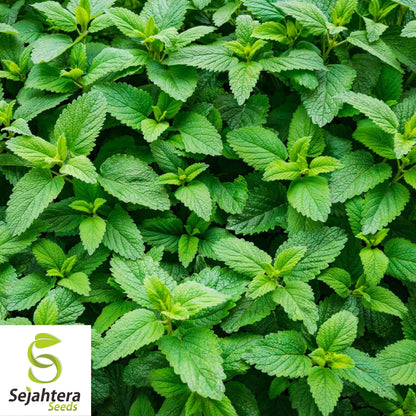 Culinary Spearmint Seeds {Mentha spicata} 200+ Seeds | Aromatic Herb