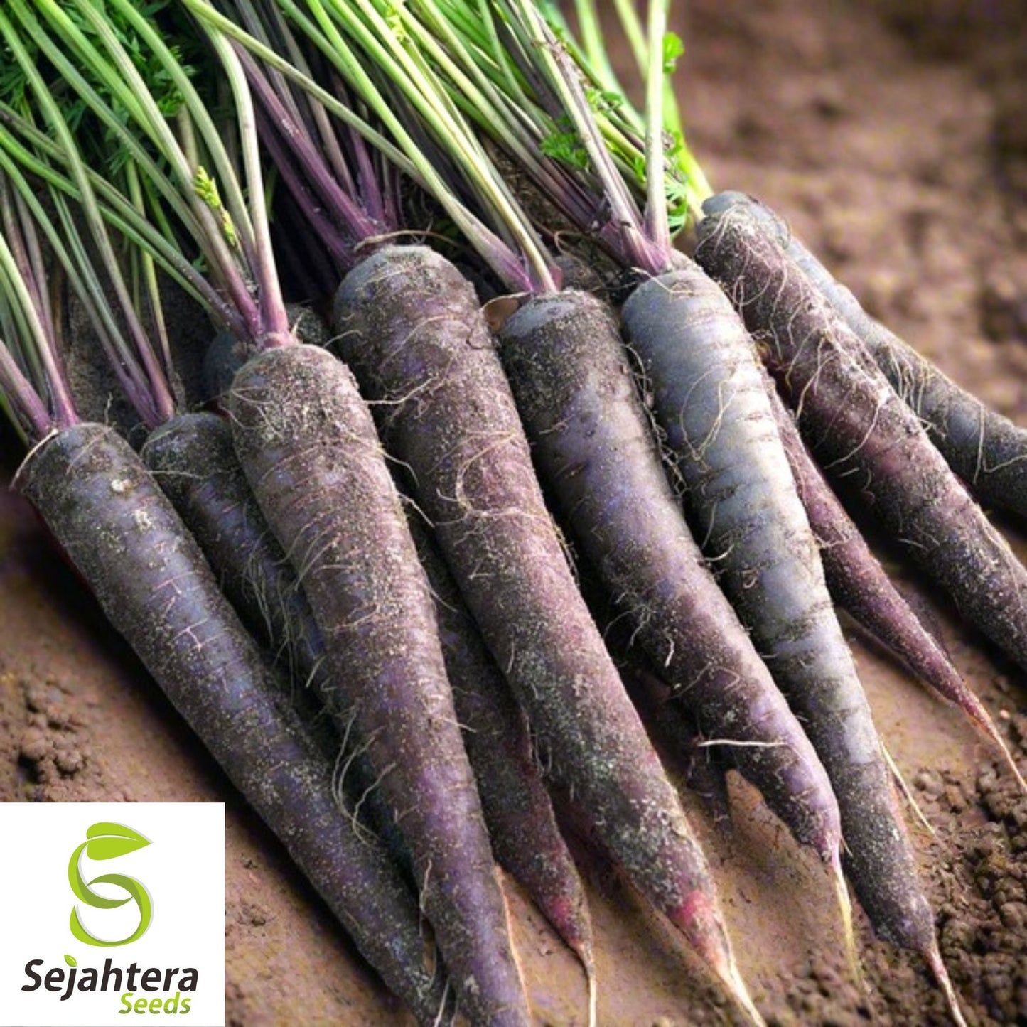 150+ Black Nebula Carrot Seeds - Non-GMO, Heirloom & Nutrient-Rich Variety