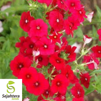 Phlox Red Drummond Flower Seeds 100+ | Fragrant Heirloom Annual NON-GMO