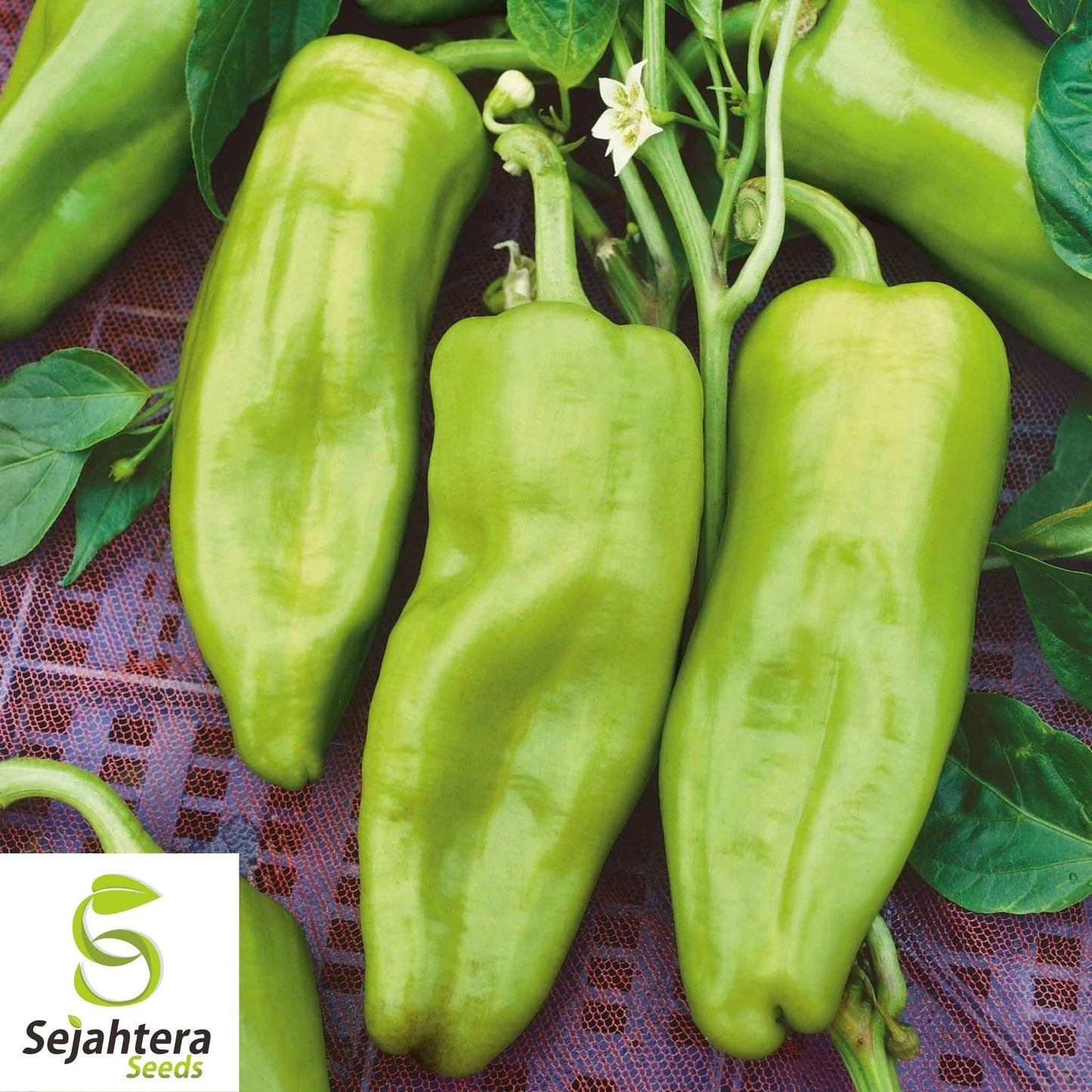 Cubanelle Pepper Seeds 50+ | Sweet Vegetable Garden NON-GMO USA