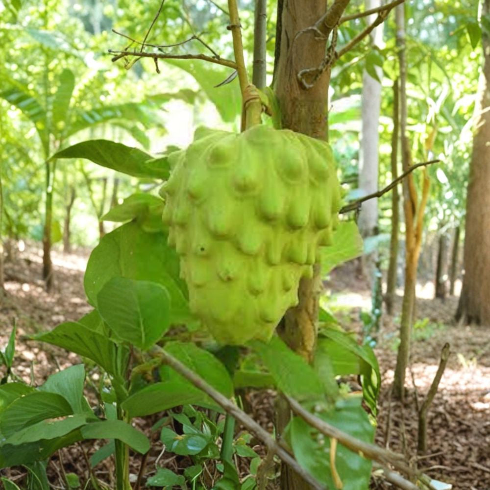 El Bumpo Cherimoya – Annona cherimola Live Fruit Tree | 1–2 Feet Tall Options | Shipped in Pot (6” or 3 Gal)  Premium Tropical Fruit | Creamy Custard Flavor | Warm Climate Favorite