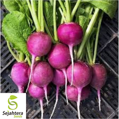 Purple Plum Radish Seeds 200 Ct | Heirloom NON-GMO Vegetable Garden USA