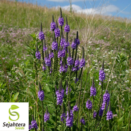 200+ Blue Vervain Seeds - Verbena Hastata, Perennial Medicinal Herb, Non-GMO