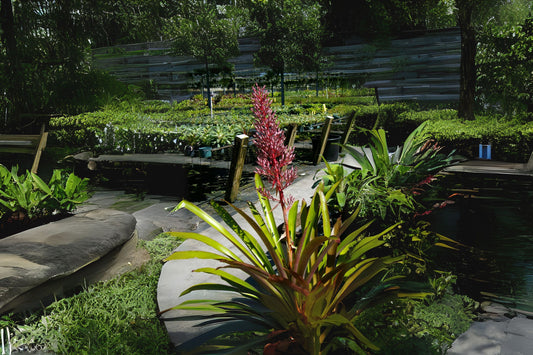 Portea Jungle Book Plant in 9" Pot - Burgundy & Lime Green Foliage, Coral Berry Bloom - Ideal for Indoor & Landscape Use