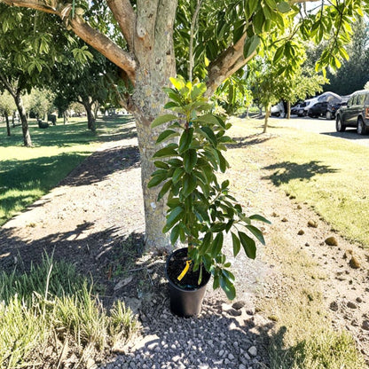 Waldin Avocado Tree – Persea americana  Grafted Live Avocado Tree | 1 Gallon Pot West Indian Variety • Type A Flowers • USDA Zones 9–11