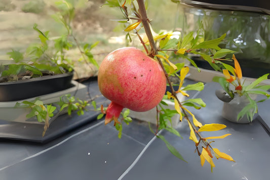 Kazake Pomegranate Seeds - 10 Organically Grown Seeds - Punica granatum - Self-Fertile, Cold Hardy, Ideal for Containers