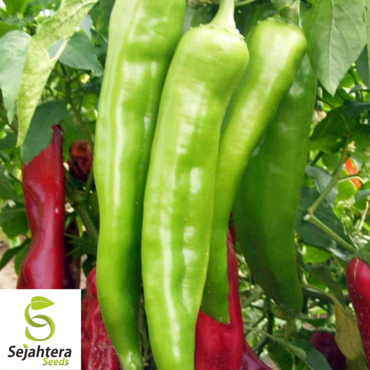25+ Big Jim Hot Pepper Seeds - Heirloom, Capsicum Anuum, USA Vegetable