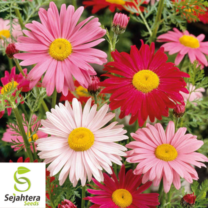 Painted Daisy Mix Seeds - 1000+ Heirloom - Bright Blooms & Pollinator-Friendly