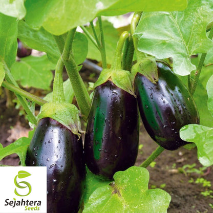 150 Black Beauty Eggplant Seeds - Non-GMO, Heirloom & High-Yield Variety