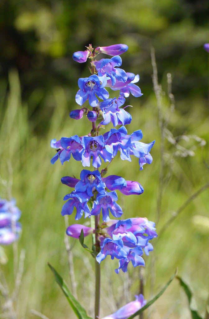 Penstemon Cyaneus 100 mg Seeds For Planting