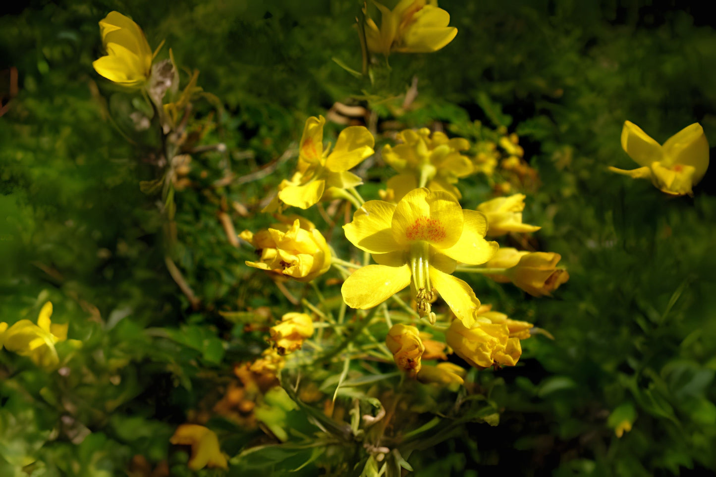 Erythrostemon Mexicanus Seeds - 10 Hand Collected Seeds, Mexican Holdback, Tabachín del Monte, Caesalpinia Mexicana