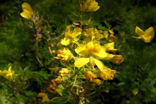 Erythrostemon Mexicanus Seeds - 10 Hand Collected Seeds, Mexican Holdback, Tabachín del Monte, Caesalpinia Mexicana