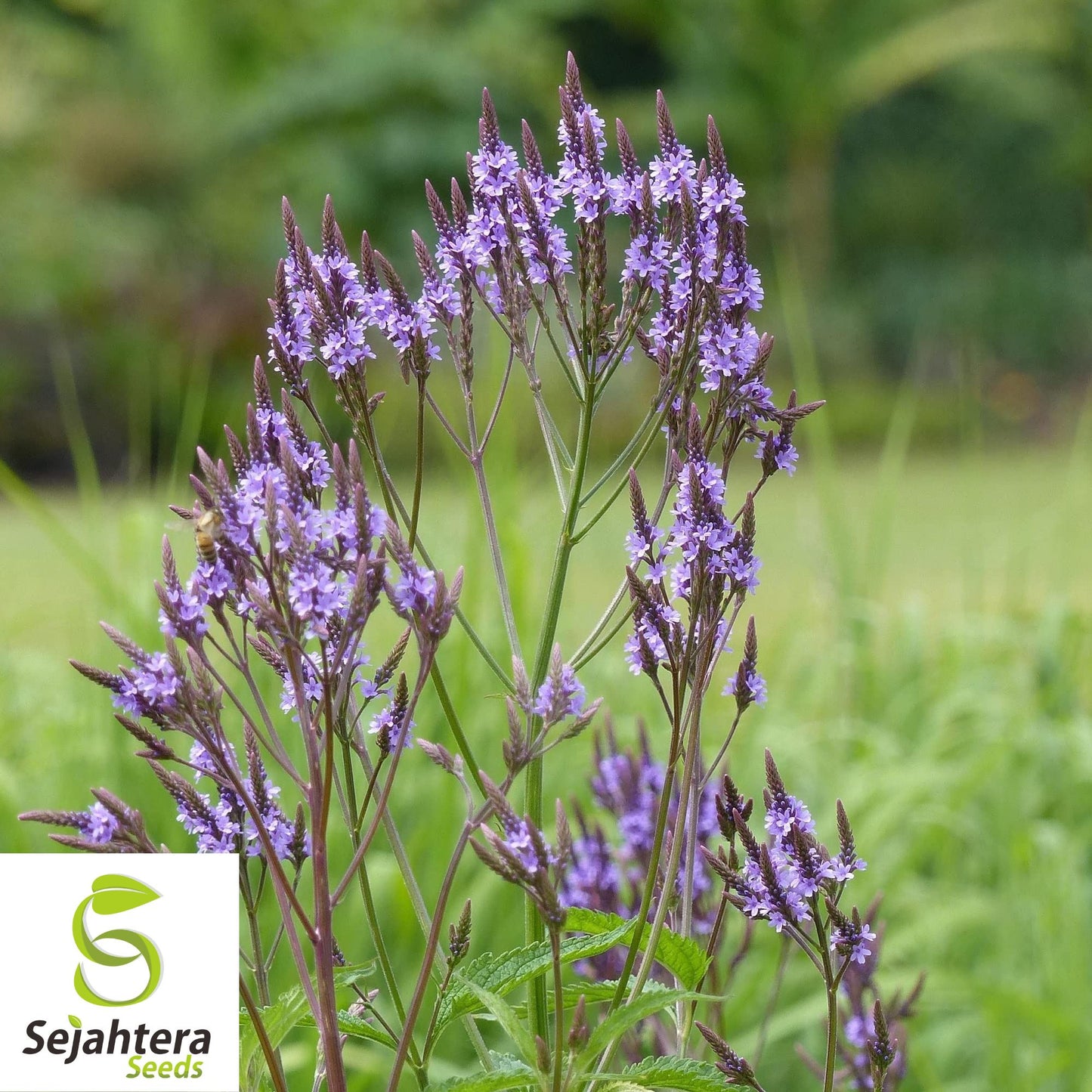 200+ Blue Vervain Seeds - Verbena Hastata, Perennial Medicinal Herb, Non-GMO