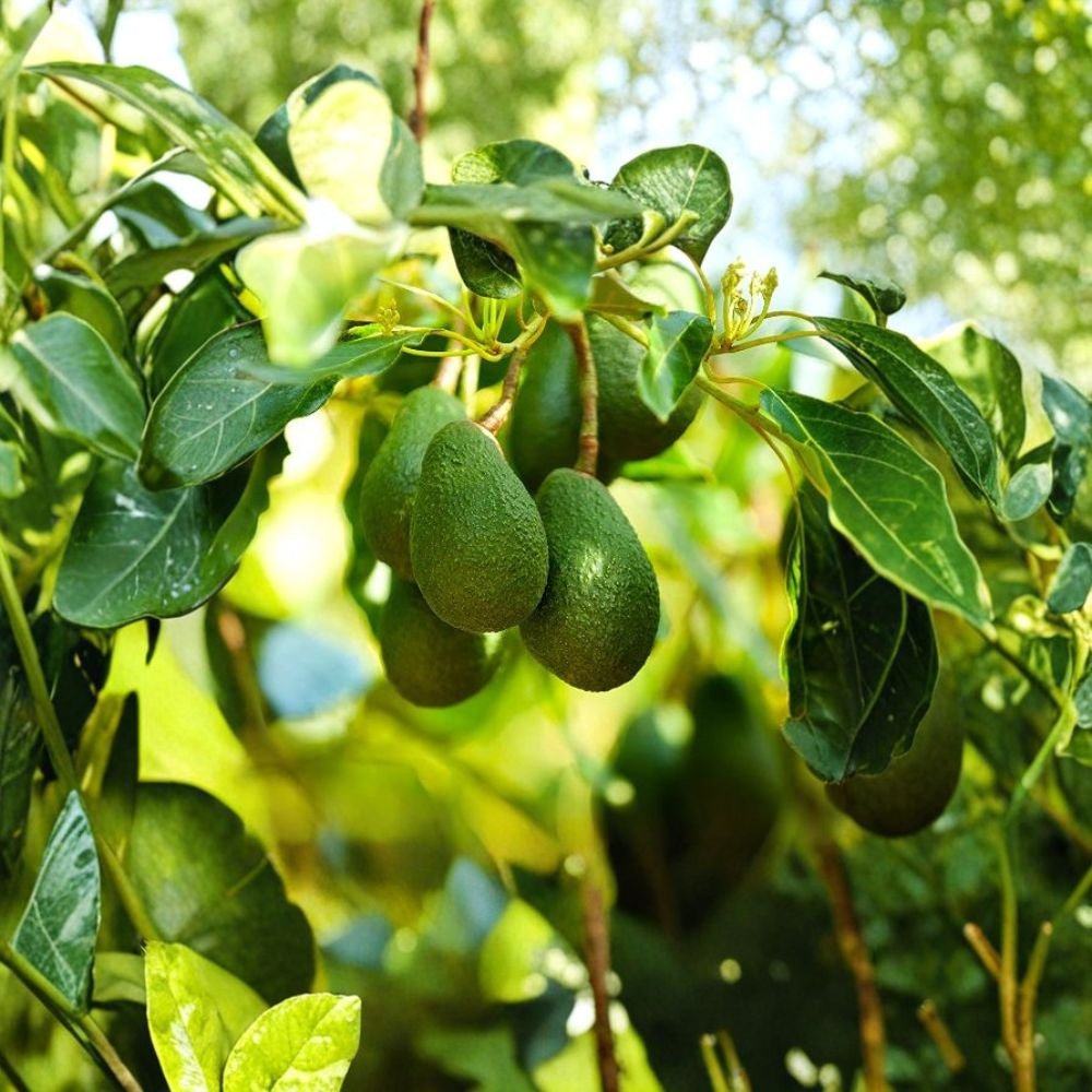 Waldin Avocado Tree – Persea americana  Grafted Live Avocado Tree | 1 Gallon Pot West Indian Variety • Type A Flowers • USDA Zones 9–11