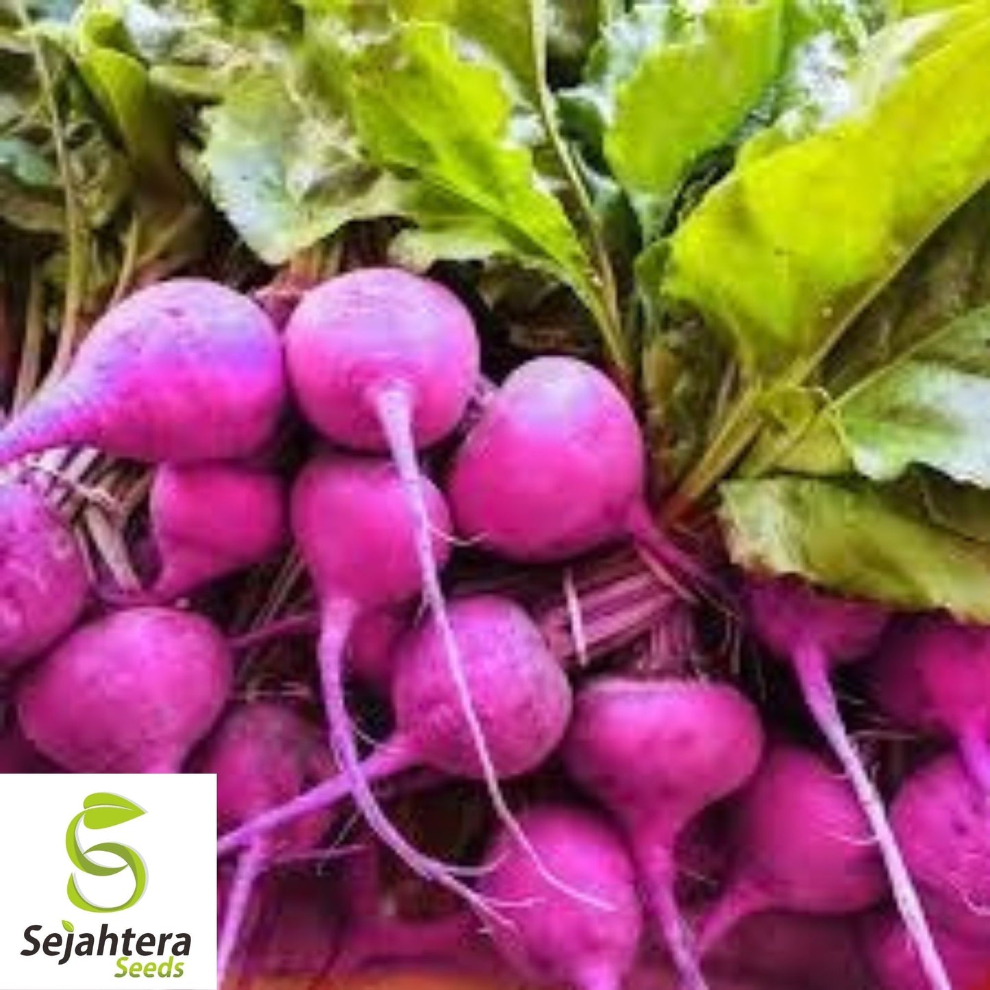 Purple Plum Radish Seeds 200 Ct | Heirloom NON-GMO Vegetable Garden USA